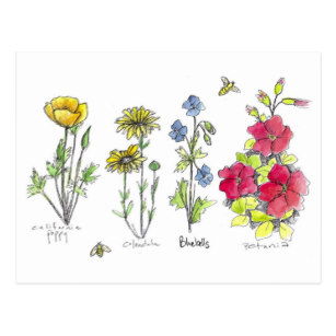 307x307 and ink wildflower drawing gifts on zazzle - Wildflower Drawing