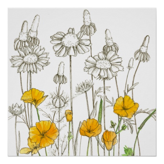 540x540 california poppy flowers wildflower drawing poster zazzle ca - Wildflower Drawing