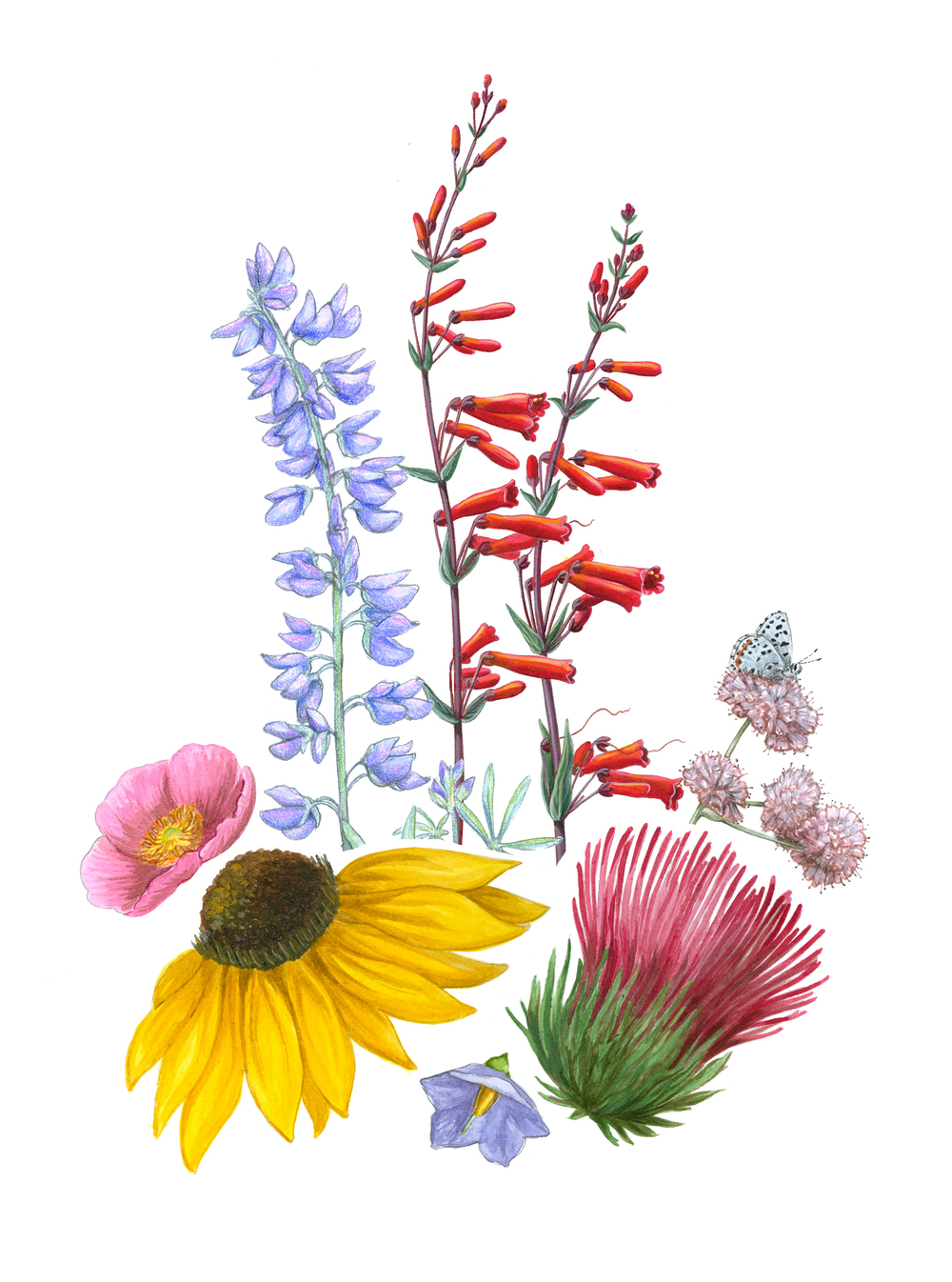 Wildflower Drawing at Explore collection of