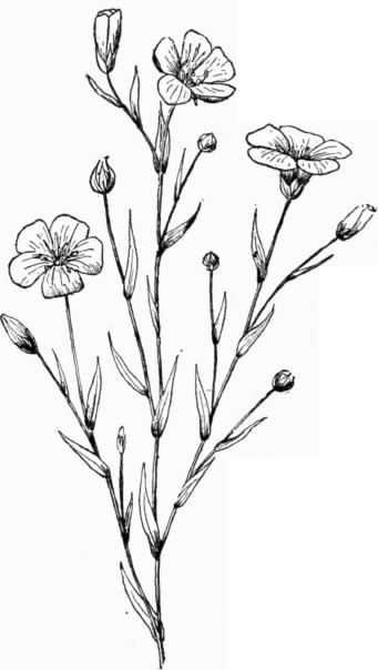 341x604 drawn wildflower drawing - Wildflower Drawing