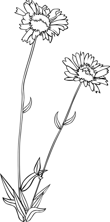 372x750 wildflower drawing floral design download computer icons cc0 - Wildflower Drawing