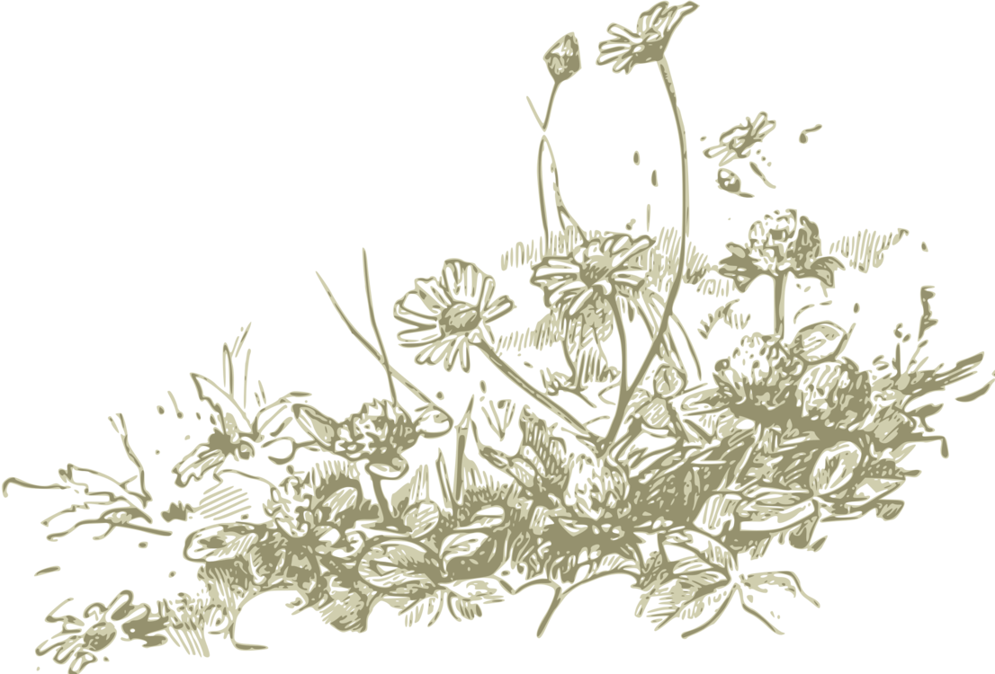 1106x750 wildflower drawing line art computer icons cc0 - Wildflower Drawing