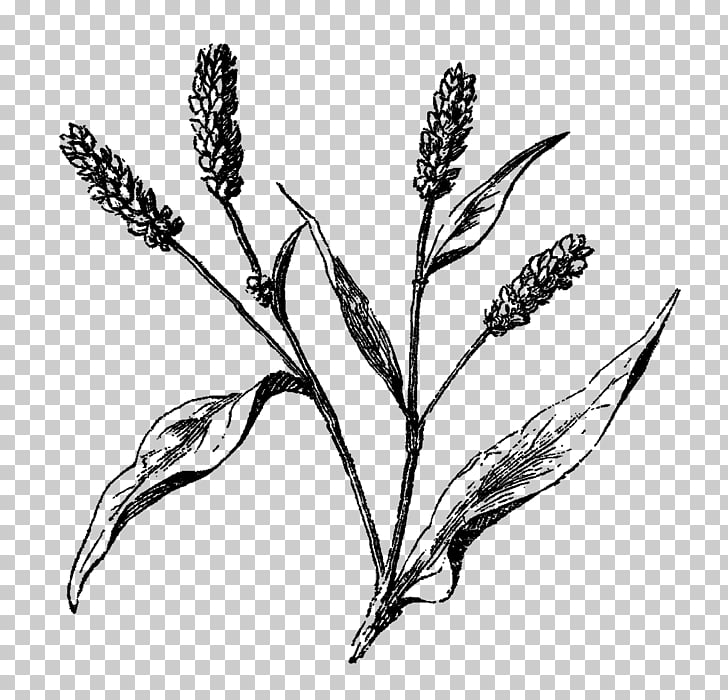 728x700 wildflower drawing twig, flower png clipart free cliparts uihere - Wildflower Drawing