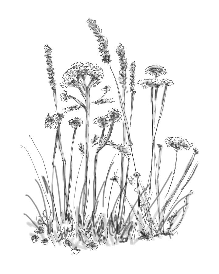 720x900 Drawing Wildflowers - Wildflower Drawing