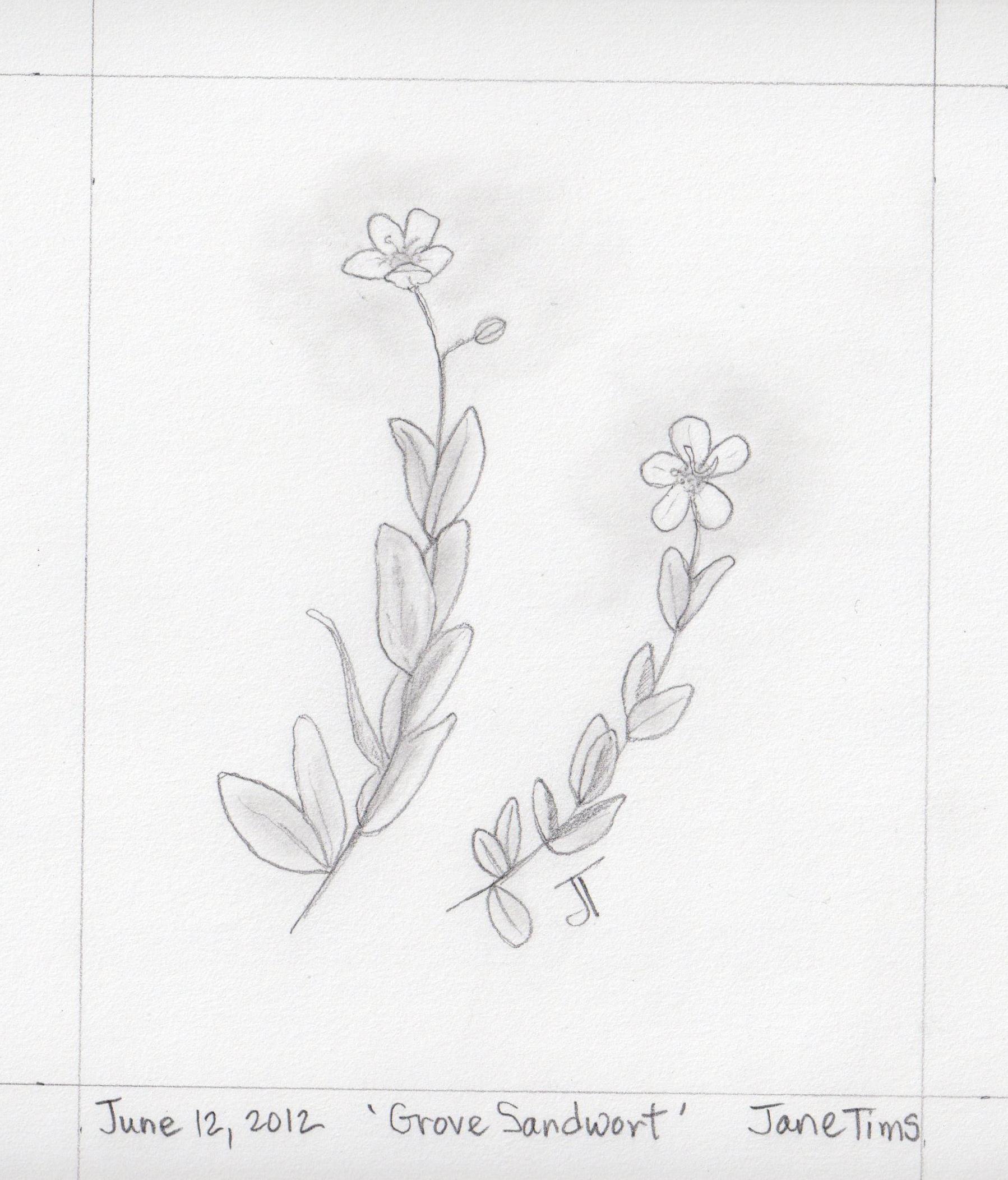 1798x2104 gallery of pencil drawings of wildflowers nichepoetryandprose - Wildflower Drawing