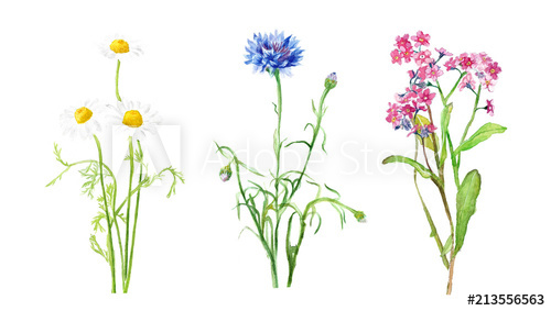 500x283 watercolor illustration of wildflowers, chamomile and cornflower - Wildflower Drawing