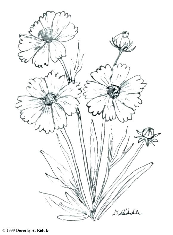 580x787 wildflower drawing aesthetic for free download - Wildflower Drawing