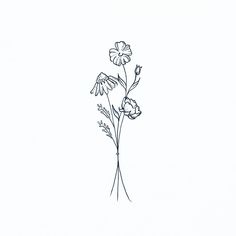 236x236 best wildflower drawing images in botanical drawings - Wildflower Drawing