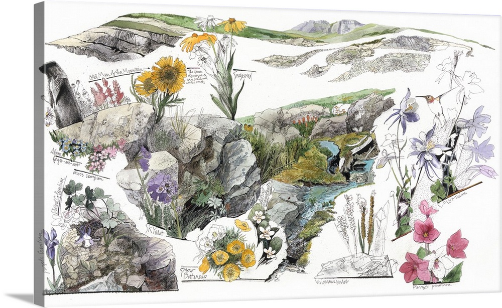 1000x614 a drawing of the wildflowers in america's alpine tundras wall art - Wildflower Drawing