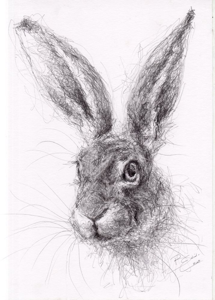 715x1000 New Stock - Wildlife Drawing