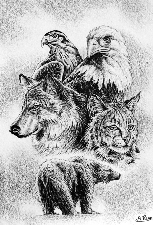 612x900 the wildlife collection drawing - Wildlife Drawing