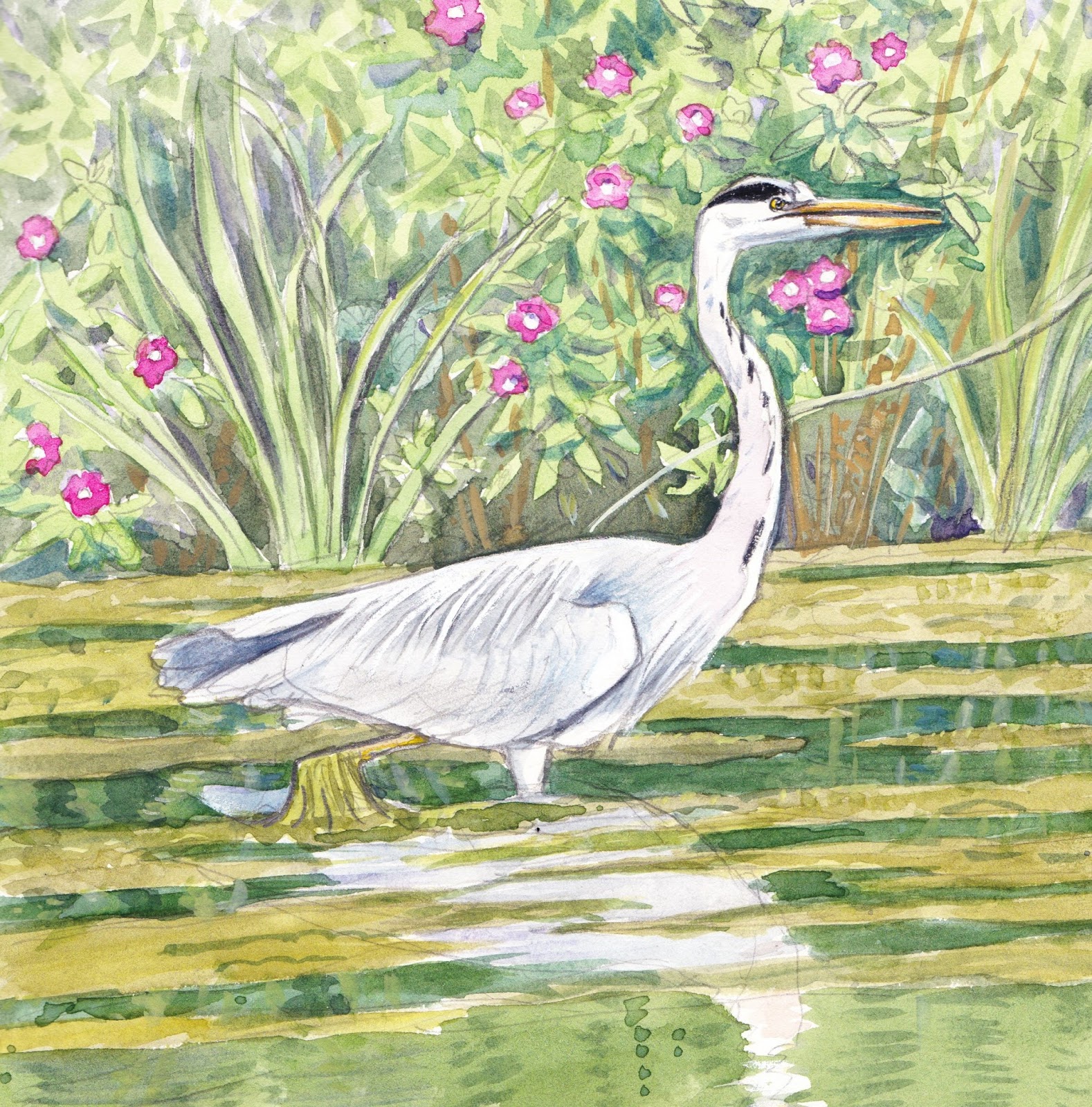 1578x1600 wildlife drawing journal - Wildlife Drawing