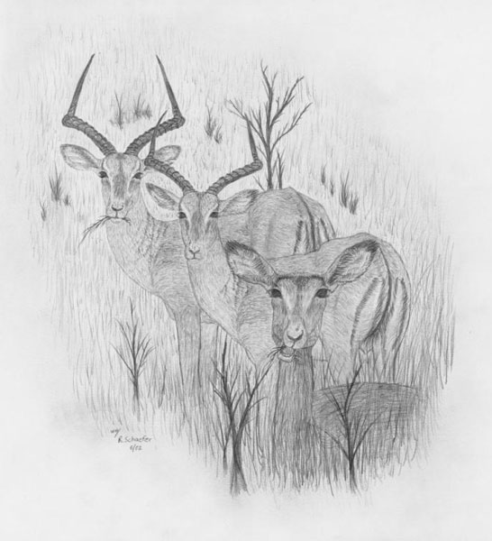 546x600 wildlife drawings for sale photo gallery - Wildlife Drawing