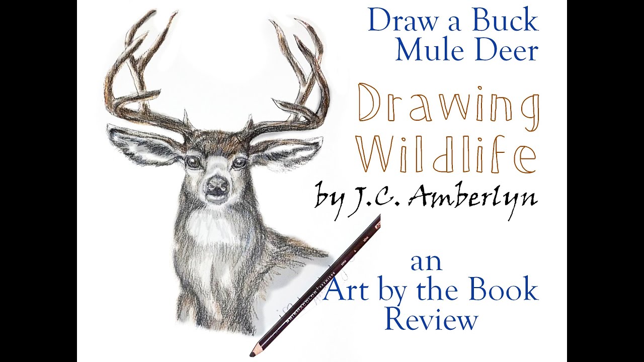 1280x720 Draw A Buck Mule Deer - Wildlife Drawing