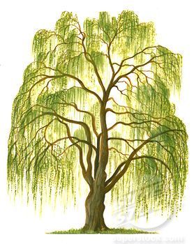278x350 image result for weeping willow drawing weepin willow - Willow Drawing