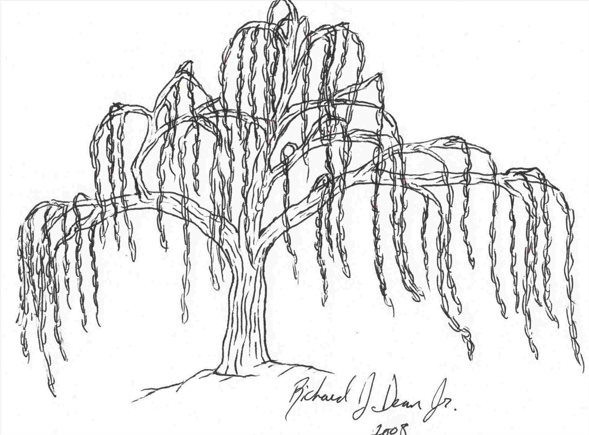 1900x1404 simple willow tree drawing tree drawing tumblr ua ngorongclub - Willow Drawing