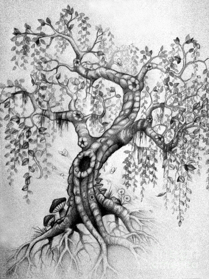 675x900 The Willow Drawing - Willow Drawing