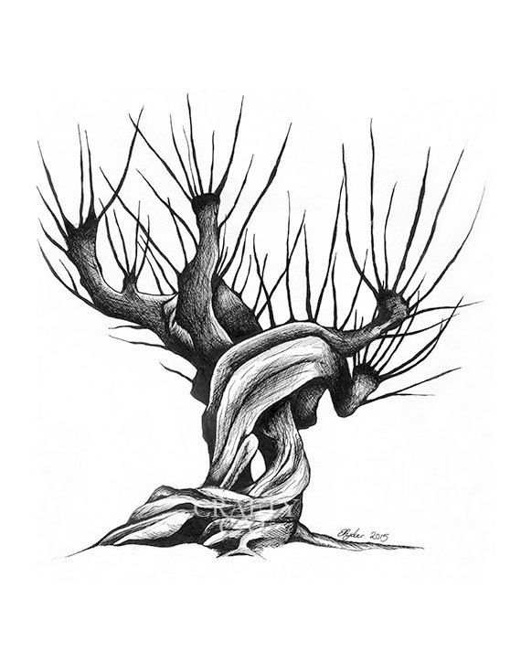 570x725 wand drawing willow for free download - Willow Drawing