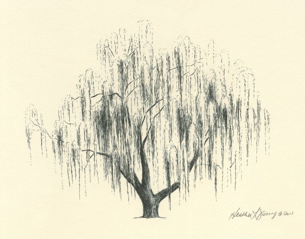 1000x782 weeping willow drawing cool pictures weeping willow tattoo - Willow Drawing