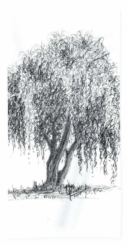 500x967 weeping willow tree sketches lovely weeping willow tree drawings - Willow Drawing