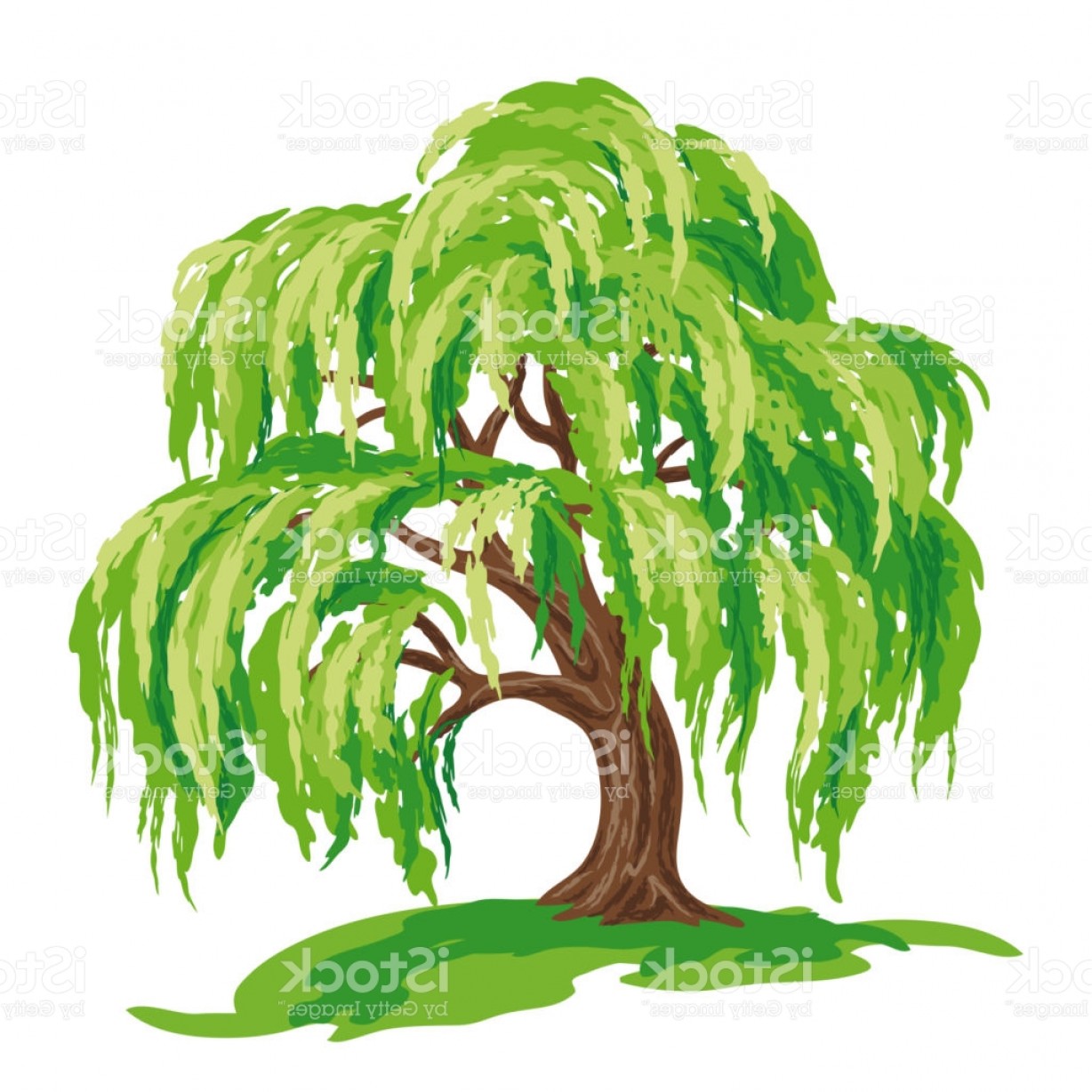 1228x1228 Willow Tree Vector Drawing Gm Soidergi - Willow Drawing
