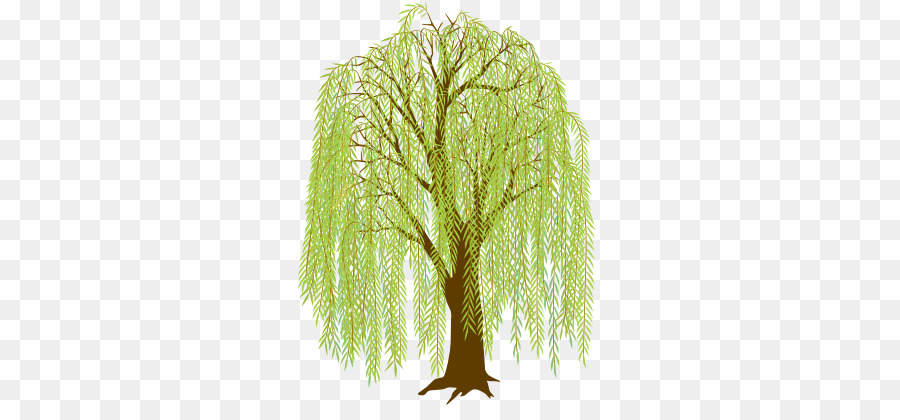 900x420 Drawing, Tree, Illustration, Transparent Png Image Clipart Free - Willow Drawing