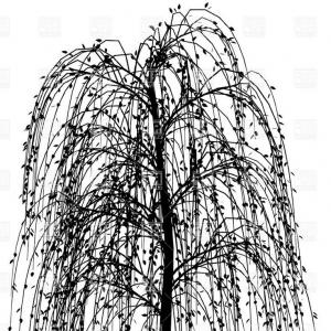300x300 Simple Willow Tree Drawing Misc Weeping Willow - Willow Tree Drawing