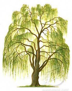 236x297 Weeping Willow Tree Drawings Tattoo Ideas - Willow Tree Drawing