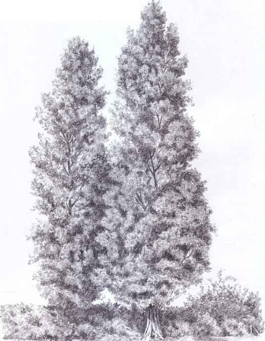 536x689 Weeping Willow Tree Pen - Willow Tree Drawing