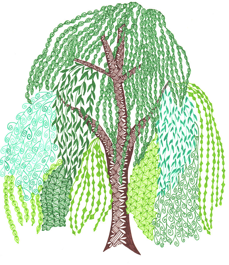 776x900 Zentangled Willow Tree Drawing - Willow Tree Drawing