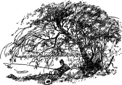 400x280  - Willow Tree Line Drawing