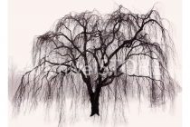 210x140 Tag Weeping Willow Tree Line Drawing - Willow Tree Line Drawing