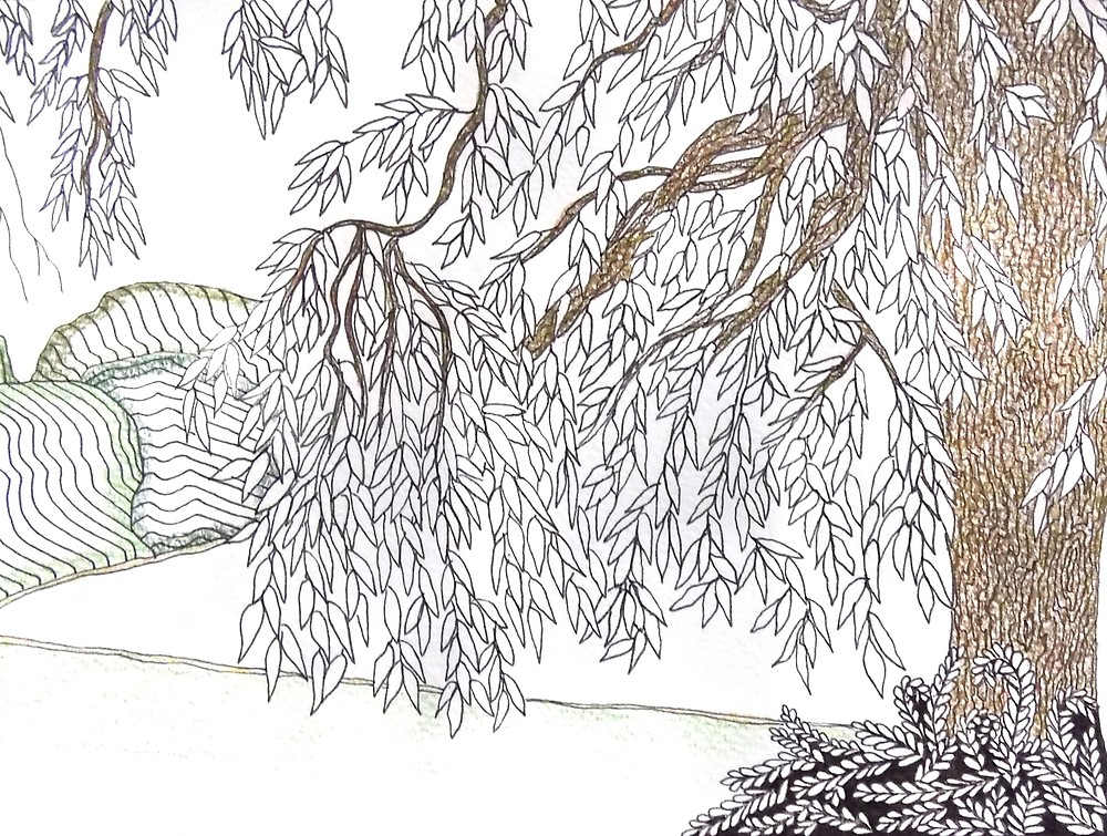 1000x755 willow tree, moses gate - Willow Tree Line Drawing