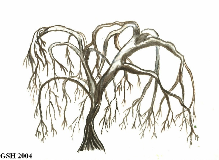 Willow Tree Line Drawing At PaintingValley Com Explore Collection Of   Willow Tree Line Drawing 23 