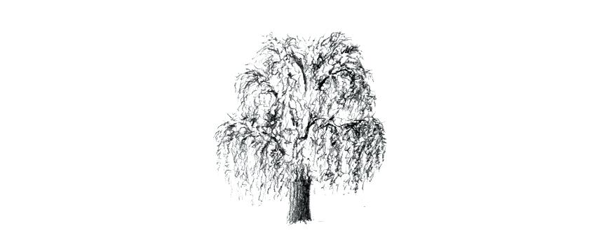 850x346 willow tree drawing how to shade weeping willow leaves willow tree - Willow Tree Line Drawing