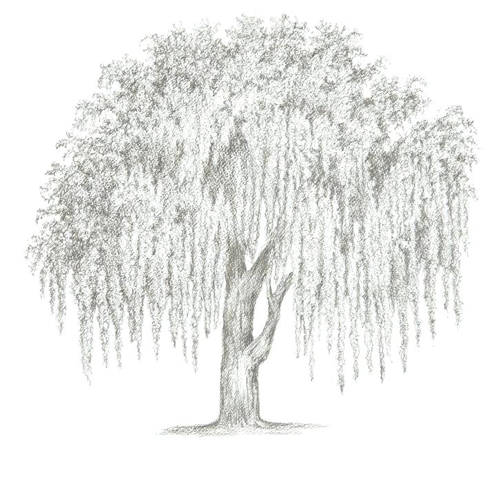 Willow Tree Line Drawing at Explore collection of