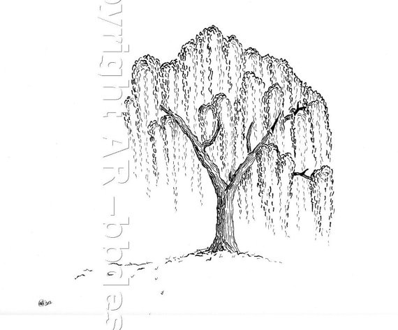 570x473 drawn tree willow tree - Willow Tree Line Drawing