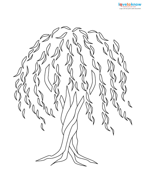 464x602 Willow Tree Tattoo Lovetoknow - Willow Tree Line Drawing