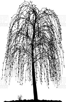 259x400 Willow Tree Vector Clip Art - Willow Tree Line Drawing