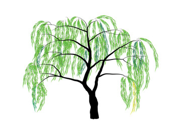 339x240 Willow Tree Photos, Royalty Free Images, Graphics, Vectors - Willow Tree Line Drawing
