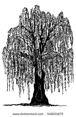 306x470 weeping willow tree silhouette stock vector vector weeping willow - Willow Tree Line Drawing