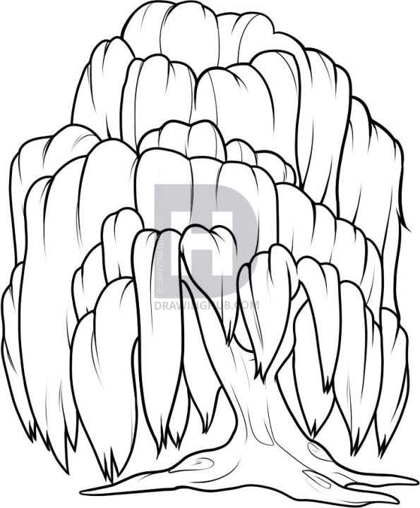 595x720 how to draw a willow tree, weeping willow, step - Willow Tree Line Drawing