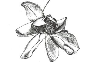 300x214 Magnolia Wilt Drawing - Wilted Flower Drawing