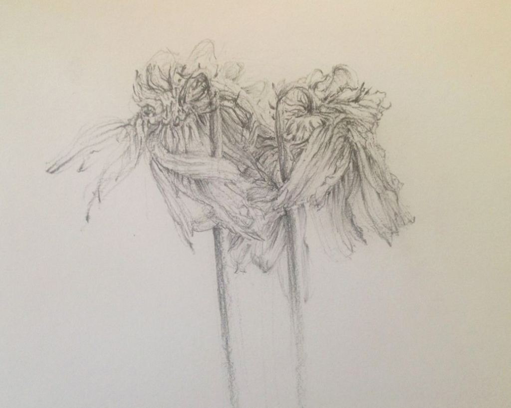 1024x818 Wilted Flower Drawing Wilted Flower Drawing - Wilted Flower Drawing