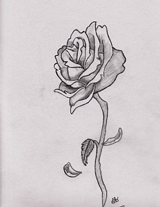 232x300 Wilted Flower Drawings Fine Art America - Wilted Flower Drawing