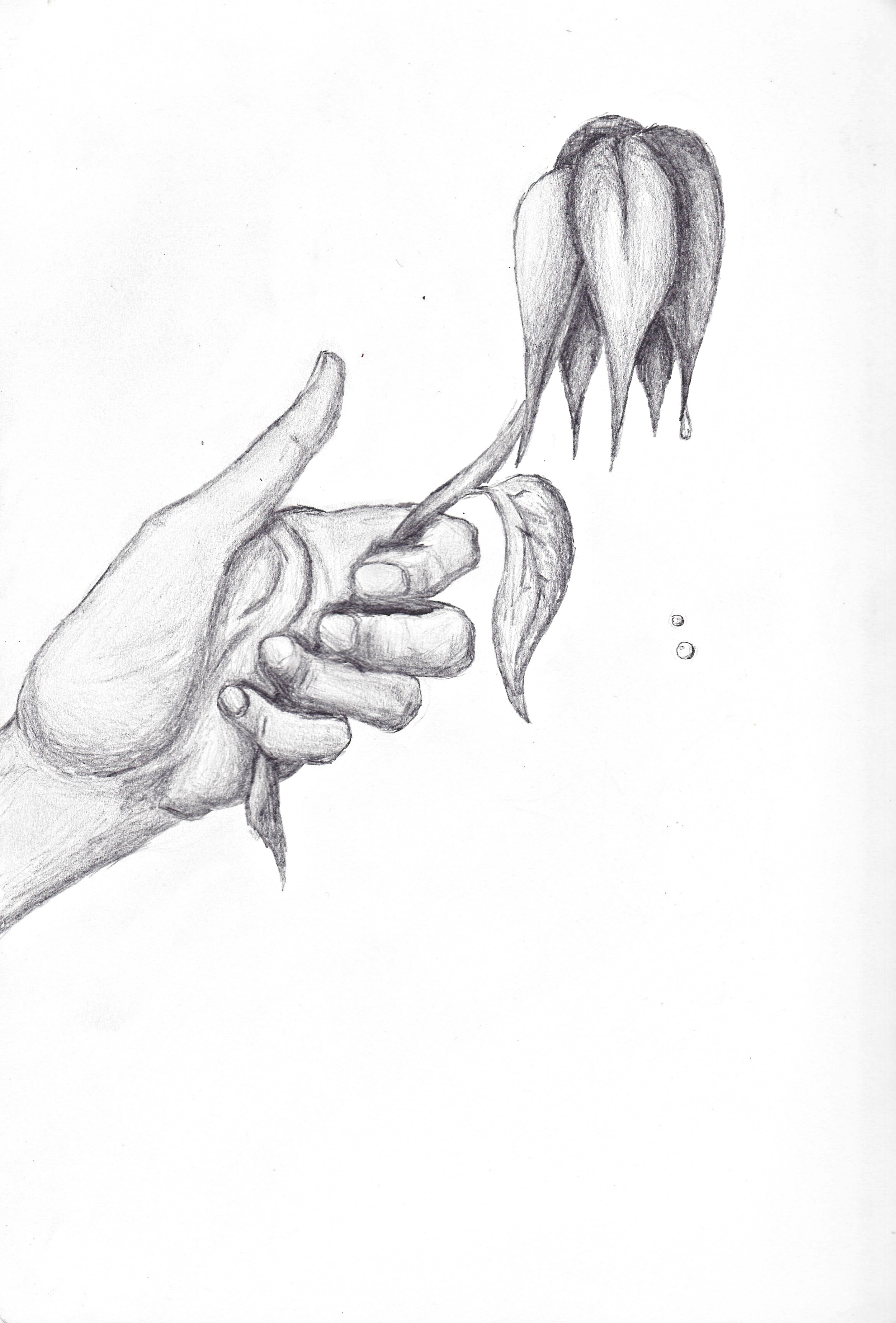 2140x3160 Daffodil Drawing Wilted For Free Download - Wilted Flower Drawing