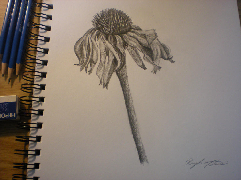 1024x768 Wilted Flower - Wilted Flower Drawing