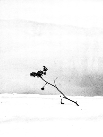 400x533 Wilted Flower Tumblr - Wilted Flower Drawing