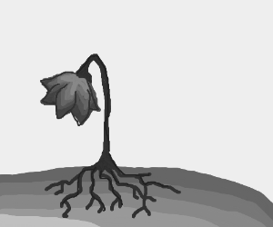 300x250 wilting flower drawing - Wilted Flower Drawing