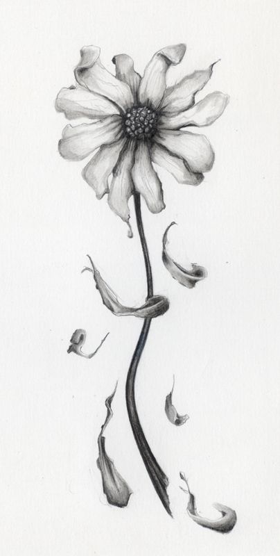 404x800 Daisy - Wilted Flower Drawing